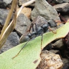 Myrmecia sp., pilosula-group (Jack jumper) at Corin Reservoir - 23 Feb 2021 by trevorpreston