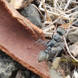 Myrmecia sp., pilosula-group at Cotter River, ACT - 23 Feb 2021