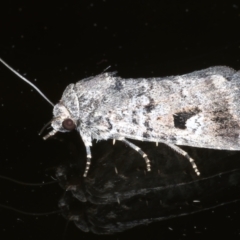 Thoracolopha verecunda (A Noctuid moth (Acronictinae)) at Ainslie, ACT - 20 Feb 2021 by jb2602