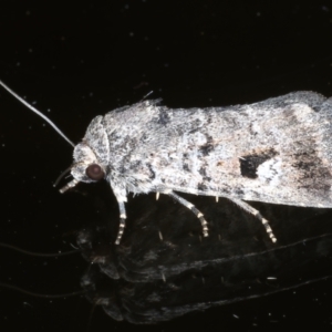 Thoracolopha verecunda at Ainslie, ACT - 20 Feb 2021