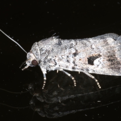 Thoracolopha verecunda (A Noctuid moth (Acronictinae)) at Ainslie, ACT - 20 Feb 2021 by jbromilow50