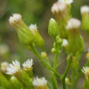 Erigeron bonariensis at Tennent, ACT - 23 Feb 2021