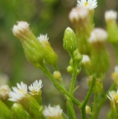 Erigeron bonariensis at Tennent, ACT - 23 Feb 2021