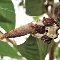 Diarsia intermixta (Chevron Cutworm, Orange Peel Moth.) at Cook, ACT - 23 Feb 2021 by CathB