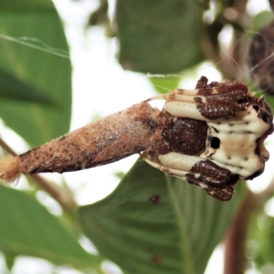 Diarsia intermixta (Chevron Cutworm, Orange Peel Moth.) at Cook, ACT - 23 Feb 2021 by CathB