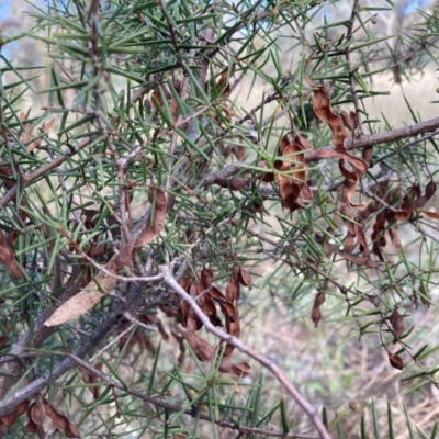 Acacia genistifolia (Early Wattle) at Watson, ACT - 22 Feb 2021 by waltraud