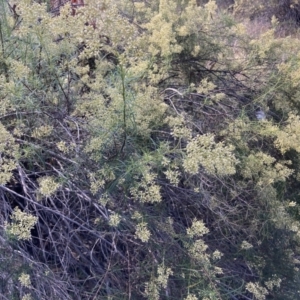 Cassinia quinquefaria at Watson, ACT - 22 Feb 2021 06:11 PM