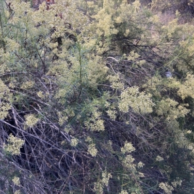 Cassinia quinquefaria (Rosemary Cassinia) at Watson, ACT - 22 Feb 2021 by waltraud