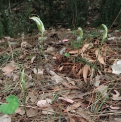 Diplodium ampliatum (Large Autumn Greenhood) at Cook, ACT - 23 Feb 2021 by CathB