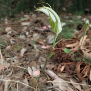 Diplodium ampliatum at Cook, ACT - suppressed