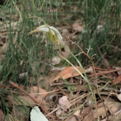 Diplodium ampliatum at Cook, ACT - suppressed