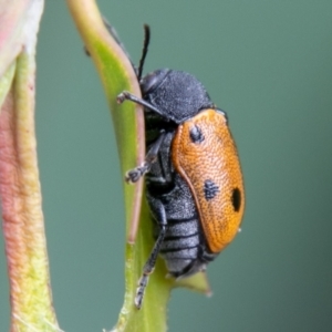 Cadmus (Cadmus) litigiosus at Mount Clear, ACT - 12 Feb 2021 10:27 AM