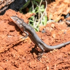 Pseudemoia entrecasteauxii (Woodland Tussock-skink) at Booth, ACT - 12 Feb 2021 by SWishart