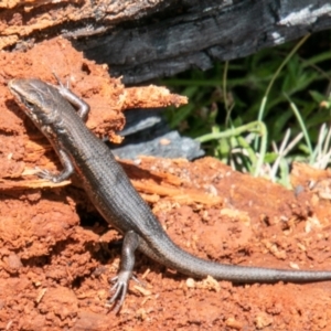 Pseudemoia entrecasteauxii at Booth, ACT - 12 Feb 2021