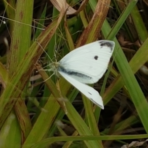 Pieris rapae at Tennent, ACT - 23 Feb 2021