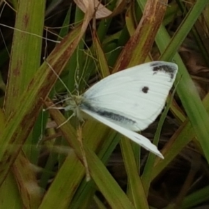 Pieris rapae at Tennent, ACT - 23 Feb 2021