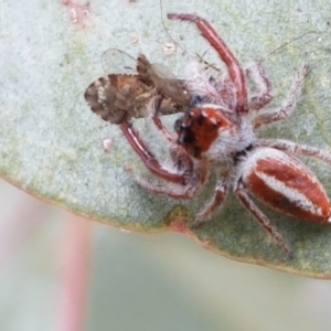 Opisthoncus sp. (genus) at Tennent, ACT - 23 Feb 2021