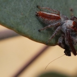 Opisthoncus sp. (genus) at Tennent, ACT - 23 Feb 2021