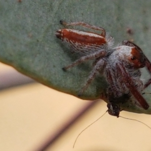 Opisthoncus sp. (genus) at Tennent, ACT - 23 Feb 2021