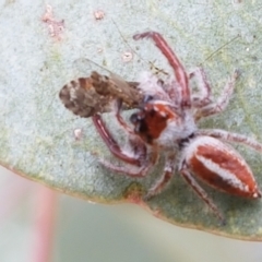 Opisthoncus sp. (genus) at Tennent, ACT - 23 Feb 2021