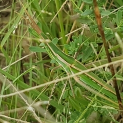 Acrida conica (Giant green slantface) at Tennent, ACT - 23 Feb 2021 by trevorpreston