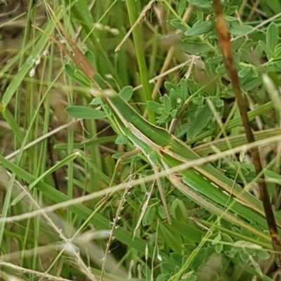 Acrida conica (Giant green slantface) at Tennent, ACT - 23 Feb 2021 by trevorpreston