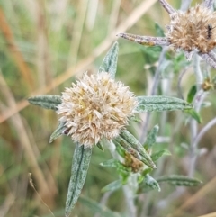 Euchiton involucratus (Star Cudweed) at Old Naas TSR - 23 Feb 2021 by trevorpreston