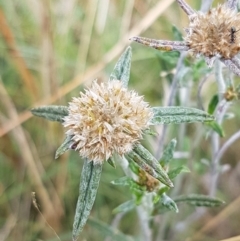 Euchiton involucratus (Star Cudweed) at Tennent, ACT - 23 Feb 2021 by tpreston