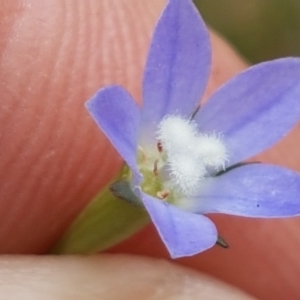 Wahlenbergia multicaulis at Tennent, ACT - 23 Feb 2021 02:33 PM