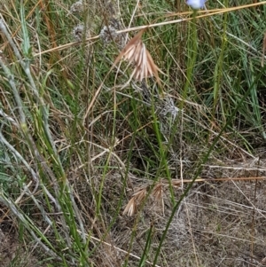 Wahlenbergia multicaulis at Tennent, ACT - 23 Feb 2021 02:33 PM