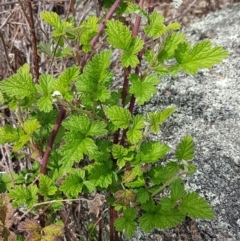 Rubus parvifolius (Native Raspberry) at Tennent, ACT - 23 Feb 2021 by tpreston