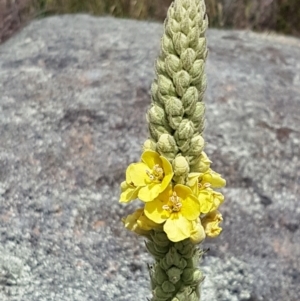 Verbascum thapsus subsp. thapsus at Tennent, ACT - 23 Feb 2021