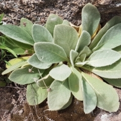 Verbascum thapsus subsp. thapsus at Tennent, ACT - 23 Feb 2021