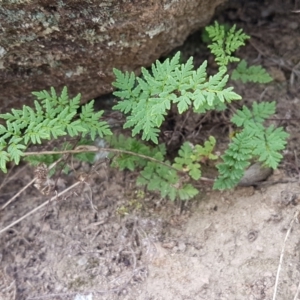 Cheilanthes austrotenuifolia at Tennent, ACT - 23 Feb 2021 02:24 PM