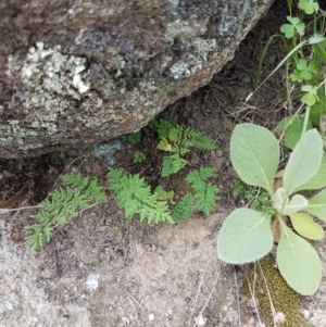 Cheilanthes austrotenuifolia at Tennent, ACT - 23 Feb 2021