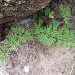 Cheilanthes austrotenuifolia at Tennent, ACT - 23 Feb 2021