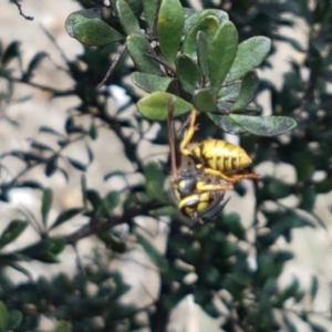 Vespula germanica at Tennent, ACT - 23 Feb 2021