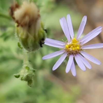 Vittadinia cuneata var. cuneata (Fuzzy New Holland Daisy) at Old Naas TSR - 23 Feb 2021 by trevorpreston