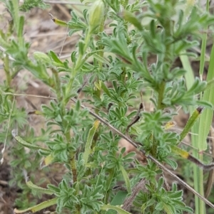 Vittadinia cuneata var. cuneata at Tennent, ACT - 23 Feb 2021