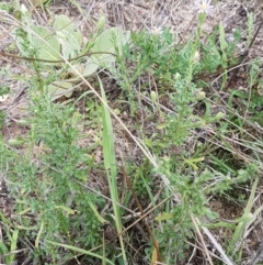 Vittadinia cuneata var. cuneata at Tennent, ACT - 23 Feb 2021