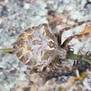 Backobourkia sp. (genus) at Booth, ACT - 23 Feb 2021 02:16 PM