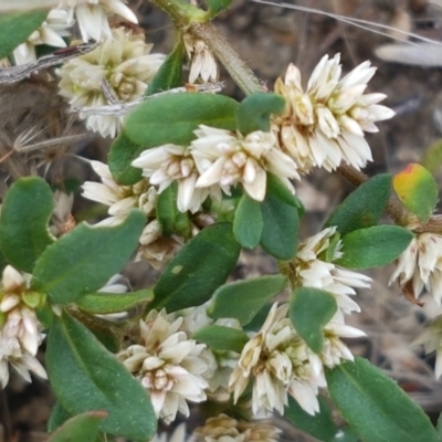 Alternanthera sp. A Flora of NSW (M. Gray 5187) J. Palmer at Old Naas TSR - 23 Feb 2021 by trevorpreston