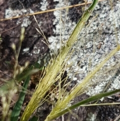 Panicum effusum (Hairy Panic Grass) at Tennent, ACT - 23 Feb 2021 by tpreston