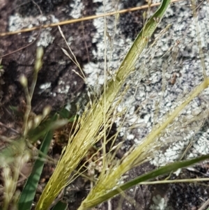 Panicum effusum at Tennent, ACT - 23 Feb 2021