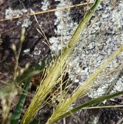 Panicum effusum (Hairy Panic Grass) at Old Naas TSR - 23 Feb 2021 by tpreston