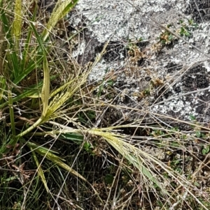 Panicum effusum at Tennent, ACT - 23 Feb 2021