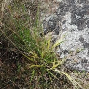 Panicum effusum at Tennent, ACT - 23 Feb 2021