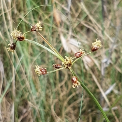 Fimbristylis dichotoma (A Sedge) at Old Naas TSR - 23 Feb 2021 by tpreston