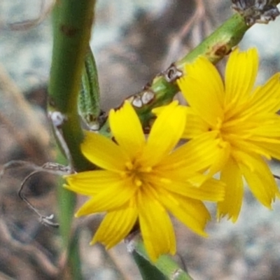 Chondrilla juncea (Skeleton Weed) at Old Naas TSR - 23 Feb 2021 by trevorpreston