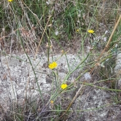 Chondrilla juncea at Tennent, ACT - 23 Feb 2021 02:11 PM